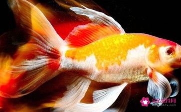 龍魚風(fēng)水作用是什么 龍魚百科