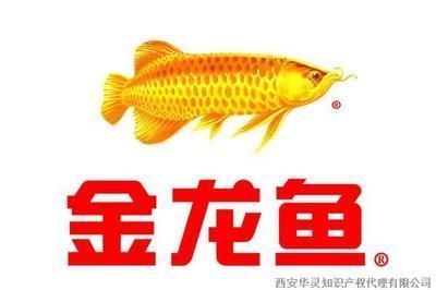 金龍魚評(píng)估 龍魚百科