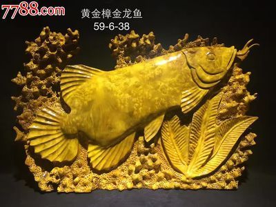 黃金金龍魚多少錢一條