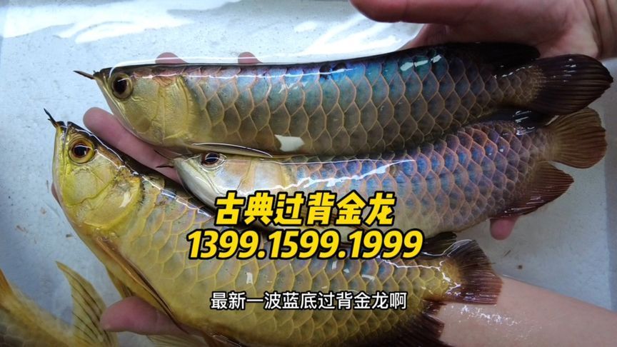 金龍魚報價單怎么看的 龍魚百科