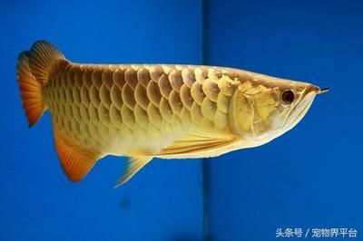 金龍魚哪種品種好 龍魚百科