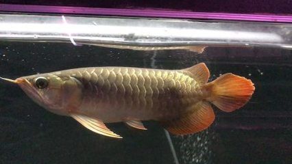 25公分紅龍魚