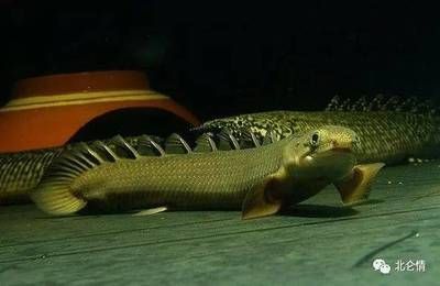 龍魚吃食太猛會死嗎為什么 龍魚百科