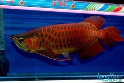 龍魚(yú)的選擇與鑒賞 龍魚(yú)百科