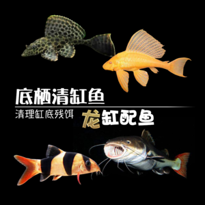 30公分的龍魚一天喂幾次