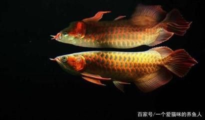 紅龍魚必須用側(cè)燈嗎