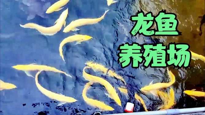 觀賞魚(yú)龍魚(yú)國(guó)內(nèi)可以繁殖嗎 龍魚(yú)百科