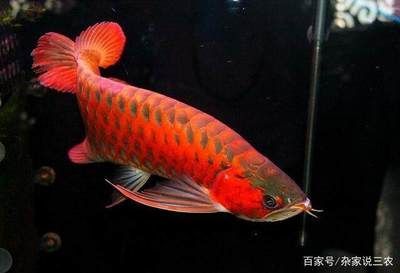 45公分的紅龍魚(yú)能養(yǎng)嗎有毒嗎