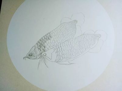 金龍魚工筆畫線稿圖 龍魚百科