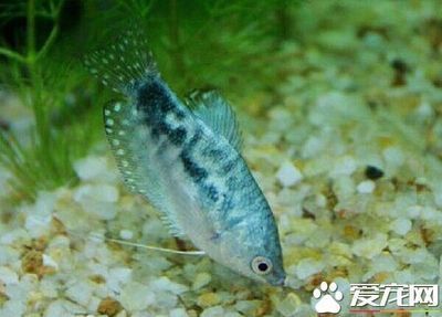 藍(lán)龍魚需要打氧嗎 龍魚百科