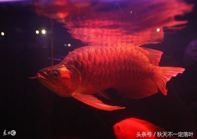 紅龍魚象征什么意思