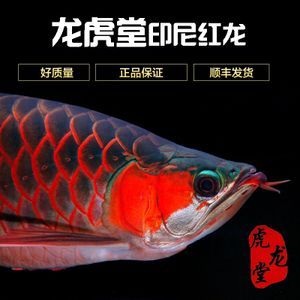 紅金龍魚怎么生小魚 龍魚百科