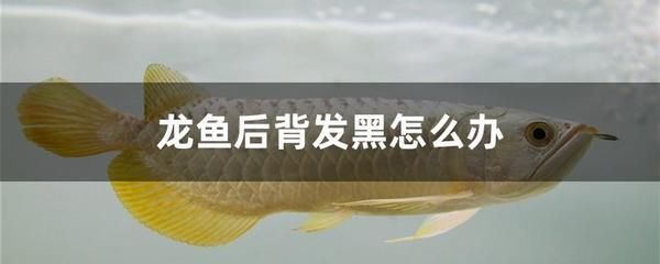 龍魚(yú)腸炎痢特靈用量 龍魚(yú)百科