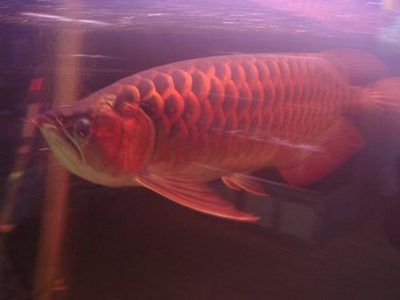 70公分紅龍魚(yú)多少錢(qián)一條 龍魚(yú)百科