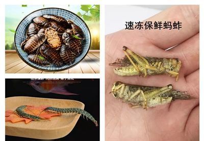 龍魚吃螞蚱的好處與壞處 龍魚百科