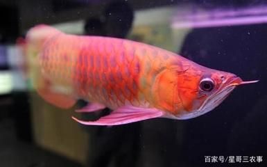 紅龍魚(yú)每天要喂多少食物合適 龍魚(yú)百科