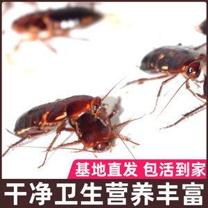 紅龍魚吃蟋蟀好嗎 龍魚百科