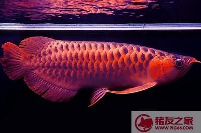 紅龍魚吃什么發(fā)色好