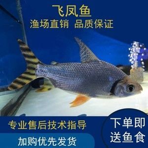 鳳魚和龍魚可以混養(yǎng)嗎 龍魚百科