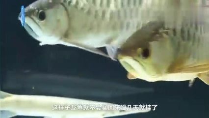 家里龍魚突然死了預(yù)示什么意思