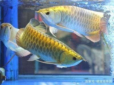 龍魚(yú)冬天怎么養(yǎng)好