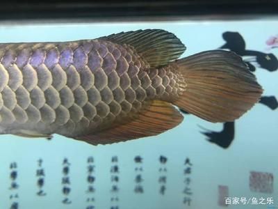 古典龍魚(yú)多大能看到珠鱗