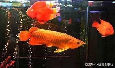 紅龍魚喂食什么最好養(yǎng)呢 龍魚百科