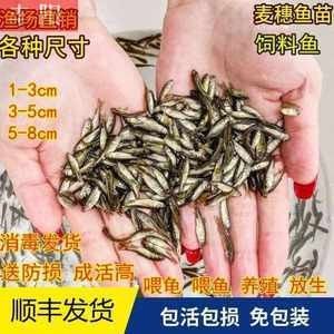 龍魚的飼料魚買多大的好養(yǎng)活些