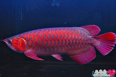 藍(lán)底紅龍魚(yú)是什么品種 龍魚(yú)百科