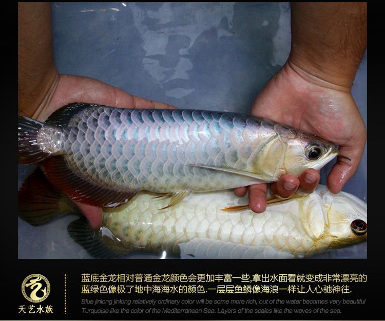 龍魚吃什么活魚好吃又營養(yǎng)