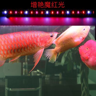 龍魚擺放方位圖