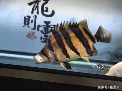 龍魚餓死 龍魚百科