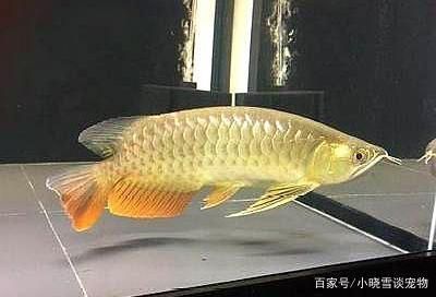 龍魚不精神