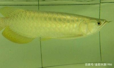 龍魚產品有幾種類型的品種 龍魚百科