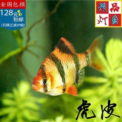 黃金龍金魚價格多少 龍魚百科