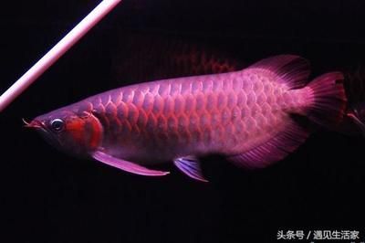 跟龍魚有關(guān)的網(wǎng)名女 龍魚百科