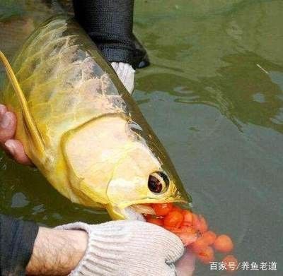 龍魚繁衍 龍魚百科