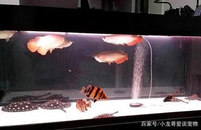 魟魚龍魚最佳混養(yǎng)方案 龍魚百科