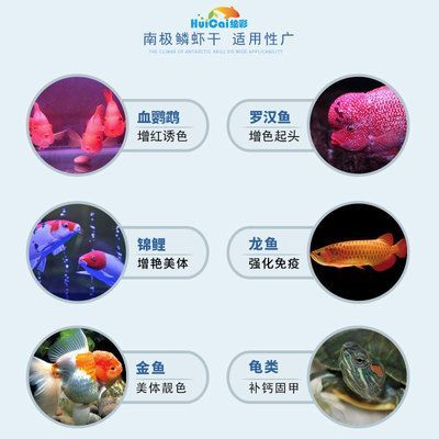 龍魚吃金魚能否增色快一點 龍魚百科