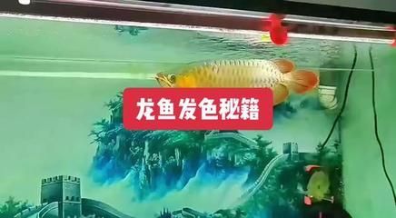 老孫講龍魚發(fā)色