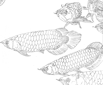 工筆金龍魚(yú)底稿圖 龍魚(yú)百科