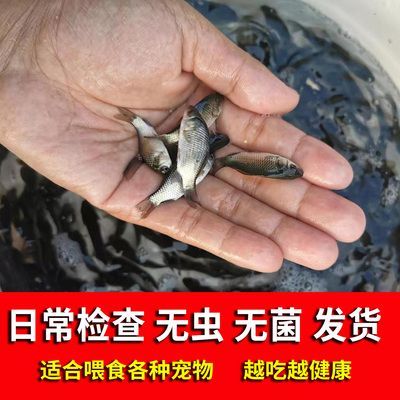 龍魚吃什么小魚最好養(yǎng)活一點(diǎn)呢 龍魚百科