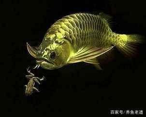 金龍魚怎么做 龍魚百科