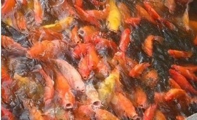 紅龍魚(yú)換水后不吃東西 龍魚(yú)百科