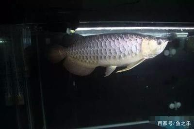 龍魚掉眼手術(shù)費(fèi)用多少 龍魚百科