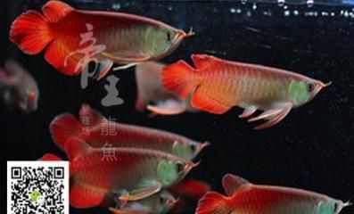 紅龍魚十大魚場排名榜 龍魚百科