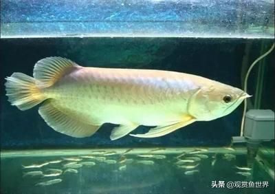 龍魚側(cè)游是怎么回事兒 龍魚百科