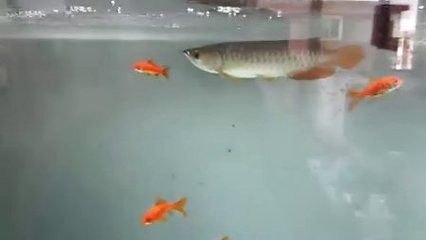 龍魚不吃魚飼料怎么辦呢 龍魚百科