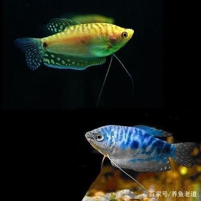 觀賞魚龍魚種類及名稱大全 龍魚百科