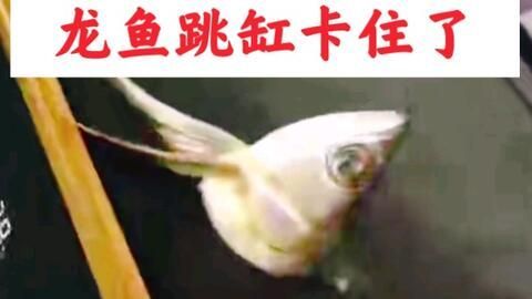 龍魚被食物卡住了 龍魚百科